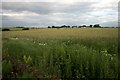 Fields beside Leafield