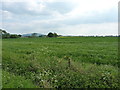 Arable land near Long Lane