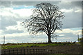 Stirling : Grassy Field & Tree