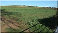 Farmland near Polmena