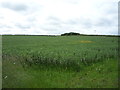 NT9547 : Crop field, Thornton by JThomas