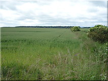 NT9446 : Crop field and hedgerow, Shoreswood by JThomas