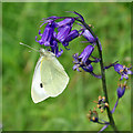 Large White butterfly, West Wood