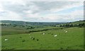 Sheep pasture alongside the B5299 near Dale Side