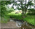 Cattle in field beside the How Burn