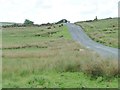 Cattle and sheep, Ellerbeck Common