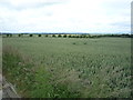 NT9144 : Crop field near Grindon by JThomas