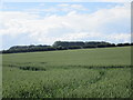 View towards Lodge Farm