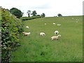 Grazing sheep, north-east of Bronhafod