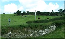 J1727 : Grazing cattle above the Edentrumly Upper Road by Eric Jones