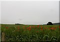 Poppies at the edge of a field