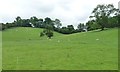 Rounded hillside between Brook Villa and Llwynmelyn