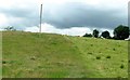 H6709 : Strip grazing at Knappagh by Eric Jones