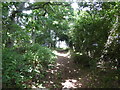 Footpath in woodland near Glebe House