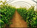 Vines growing in a polytunnel