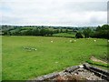 Sheep grazing, Llanwyddelan