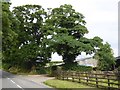 Trees at Yelland Farm