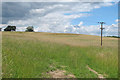 Pasture near Barretts Hall, Great Maplestead