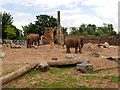 SJ4170 : Elephant Enclosure, Chester Zoo by David Dixon