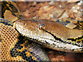 SJ4170 : Reticulated Python, Chester Zoo by David Dixon