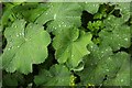 SX9065 : Raindrops on Alchemilla by Derek Harper