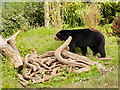 SJ4170 : Spectacled Bear (Tremarctos ornatus) at Chester Zoo by David Dixon