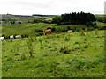 Cattle, Carryglass