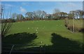 Sheep pasture near Waytown