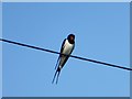 Swallow on a wire