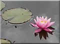 Water Lily at Royal National Rose Society Garden, St Albans, Hertfordshire