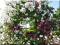 TR0660 : The Millennium Rose Garden at Mount Ephraim Gardens by Marathon