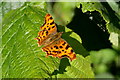 Comma butterfly (Polygonia c-album), Melling Delph