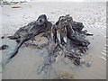 SH7679 : Exposed trunk and roots, Morfa Beach, Conwy by Leanne Roden
