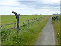 NZ5228 : The path to North Gare Sands by Oliver Dixon