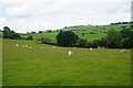 Sheep near Adstone