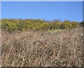 Gorse bushes by the Tamar Valley Line