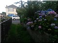 Redhill: hydrangeas alongside footpath O08