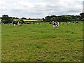 Grazing cattle near Littlewood Copse