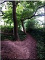 Muscliff: weirdly shaped tree by footpath M17