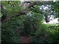 Muscliff: footpath M17 passes under a big bough