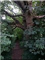 Muscliff: footpath M17 passes a large tree