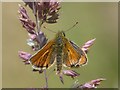 SN1847 : Small Skipper butterfly on a stem of grass by Robin Drayton
