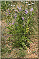 Flowers, Firs Farm Wetlands, London N21