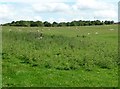 Disused feeder in sheep pasture