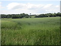 View towards Worksop Manor