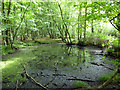 Woodland pond by White Stubbs Lane