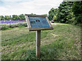 Mayfield Lavender Farm, Banstead, Surrey