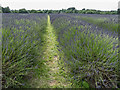 Mayfield Lavender Farm, Banstead, Surrey