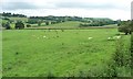 Sheep and cattle pasture, east of Dolarddyn