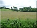 Partly-mown meadow, near Hydan-fawr